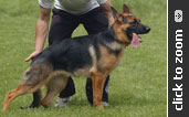 Imported German Shepherd puppy for sale