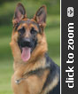 Imported German Shepherd puppy for sale