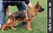 German Shepherd female