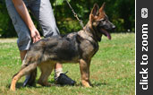 German Shepherd puppy