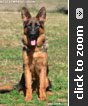 German Shepherd puppy