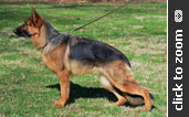 German Shepherd puppy