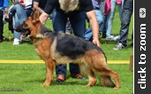 Imported German Shepherd female