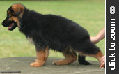 Imported German Shepherd puppy for sale
