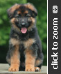 Imported German Shepherd puppy for sale