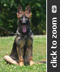 German Shepherd puppy