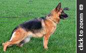 German Shepherd