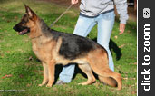 Imported German Shepherd for sale