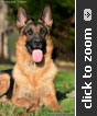 Imported German Shepherd for sale
