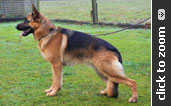 German Shepherd
