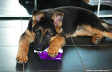 Imported German Shepherd puppy