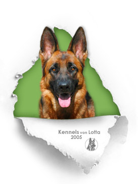 German Shepherd Dog at Kennels von Lotta