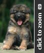German Shepherd puppy