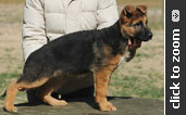 German Shepherd puppy
