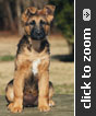 German Shepherd puppy