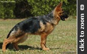 German Shepherd puppy