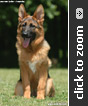 German Shepherd puppy