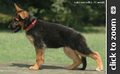 German Shepherd puppy