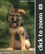 German Shepherd puppy
