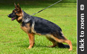 German Shepherd puppy