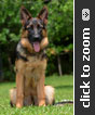 German Shepherd puppy