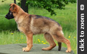 German Shepherd puppies