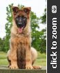 German Shepherd puppies