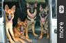 Our Dogs Gallery