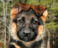German Shepherd puppy for sale