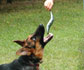Feeding German Shepherd raw fish