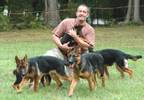Chad and German Shepherd puppies