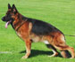 Imported German Shepherd puppies for sale