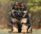 German Shepherd puppies for sale