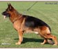 Imported German Shepherd puppies for sale