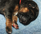 German Shepherd puppies for sale