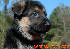 5 weeks old B-Litter puppy from Kennels von Lotta