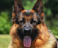 Imported German Shepherd puppies for sale