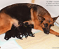 German Shepherd puppies for sale