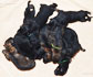 German Shepherd puppies for sale