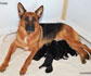 German Shepherd puppies for sale