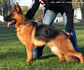 German Shepherd News