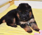 German Shepherd puppies for sale