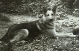 Amur - a Soviet type GSD of the early 80s