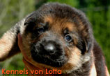 German Shepherd puppy Akita von Lotta at 18 days old