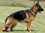 V5 Yash von der Bastillie