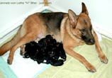 Newborn German Shepherd puppies H-litter von Lotta