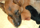 Newborn German Shepherd puppies I-litter von Lotta