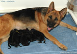 Newborn German Shepherd puppies J-litter von Lotta