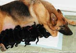 Newborn German Shepherd puppies K litter von Lotta