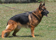 V2 Yash von der Bastillie